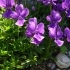 Viola crassiuscula --